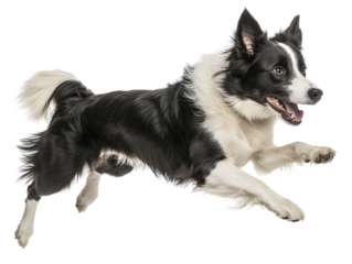 Isolated Border Collie Running