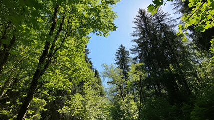 Fototapeta premium Sunlight Streaming Through Lush Green Forest Canopy