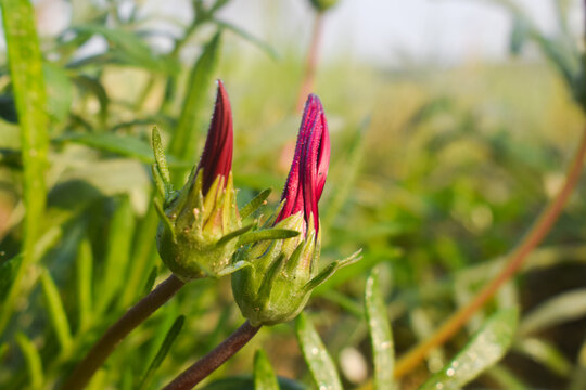 macro time lapse video of a colorful gazania gerbera flower growing and blossoming on a green background Gazania flower blooming macro timelapse, Gazania flower timelapse vertical video african daisy 