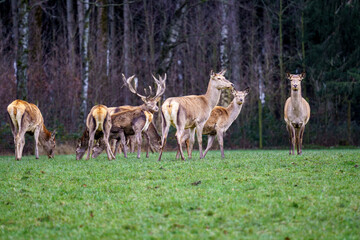 Red deer herd with stags standing on green grass in autumn. A forest in the background