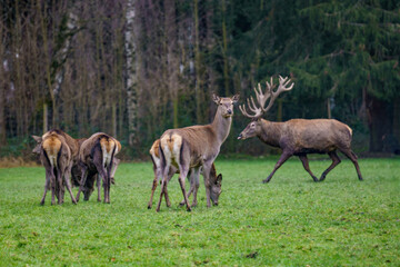 Red deer herd with stags standing on green grass in autumn. A forest in the background