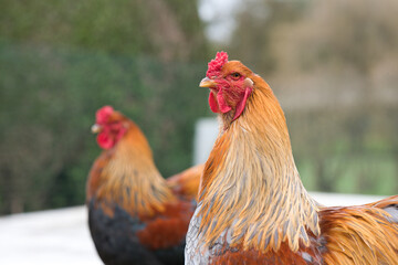 coq de race géante en portrait de deux coqs au magnifique plumage brillant et soyeux, race de poule brahma