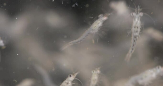 Colony crustacea mysida Mysis oculata close up, Mysidae family. Filter out small particles suspended in water. White sea