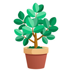 Fototapeta premium Jade plant in a terracotta pot on a white background offers a fresh look for indoor decor and gardening enthusiasts