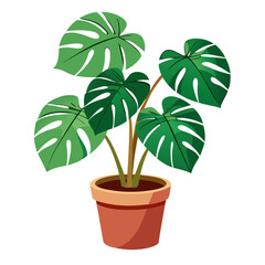 Obraz premium Potted monstera plant with lush green leaves placed on a white background for a vibrant home decor accent