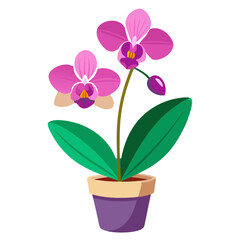 Beautiful potted orchid with vibrant pink flowers displayed against a simple white background