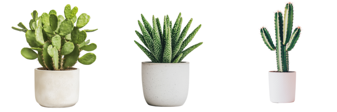 Assorted potted cacti and succulents in modern planters on a transparent background	
