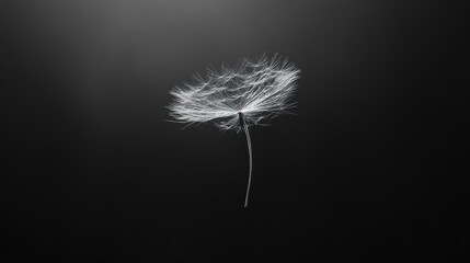 Fototapeta premium Ethereal Dandelion Seed Head Against Dark Background
