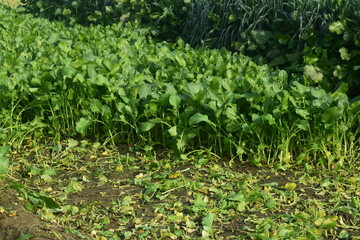Vineyard after the rain, vine plant leaf with raindrops, selective focus, Green soybean field in India, Agricultural industry.Brazilian soy plantation on sunny day.