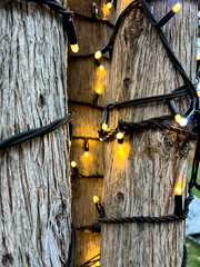 rustic tree trunks wrapped with warm yellow string lights