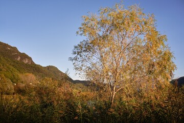 Autumn trees in the Alps mountains