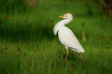 Wildlife - Birds. Western cattle egret (Bubulcus ibis) mostly live in fields, steppes and grasslands, except wetlands. They usually feed on insects.