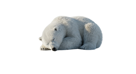 Fuzzy polar bear sleeping 0n transparent background png