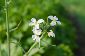 Raphanus sativus var. oleiformis, Cuckoo flower, plant, lady's smock, Milkmaids, fairy flower, may flower, coco plant,beautiful flower nice wonderful flower