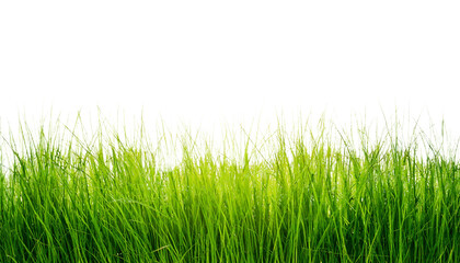 Fototapeta premium Green Grass PNG with Transparent Background - Natural Grass Illustration