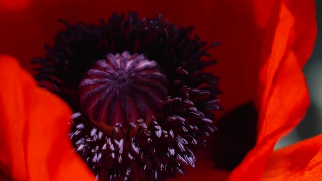 Close-Up of a Poppy's Innermost Parts