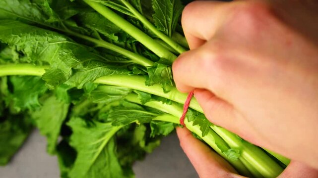 Unrecognizable hand of a woman is removing a red rubber band from a head of italian turnip greens with the intent of cooking them for the apulian dish "orecchiette con le cime di rape"