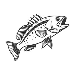Fototapeta premium Chilipepper Rockfish Vector Art and Illustration