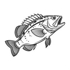 Chilipepper Rockfish Vector Art and Illustration