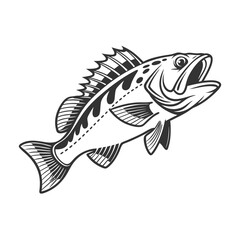 Chilipepper Rockfish Vector Art and Illustration