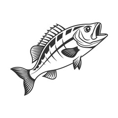 Fototapeta premium Chilipepper Rockfish Vector Art and Illustration