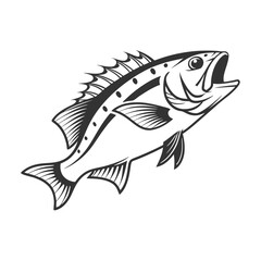 Chilipepper Rockfish Vector Art and Illustration