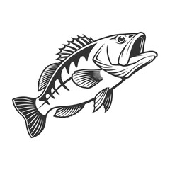 Chilipepper Rockfish Vector Art and Illustration