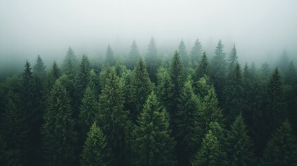 Fototapeta premium Forest trees are hidden in fog.