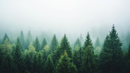 Fototapeta premium Foggy forest with green pine trees, misty and atmospheric.