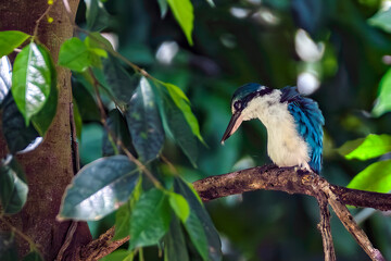 The collared kingfisher (Todiramphus chloris)