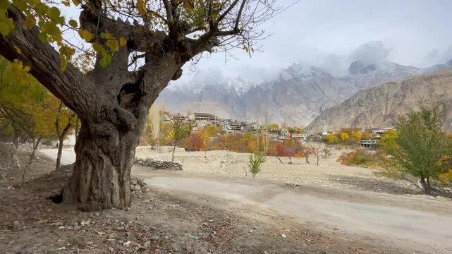 old treen in autumn weather in the mountains, Skardu Pakistan.