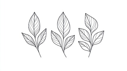Three minimalist line art leaf illustrations.