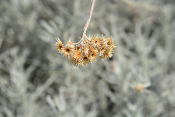 Italian everlasting seeds 