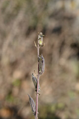 South African Foxglove seed pods
