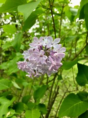 pink and white lilac