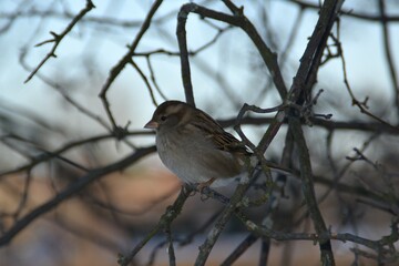 This little and cute sparrow is sitting on a branch in winter day.