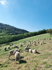 Obraz premium sheep on a meadow