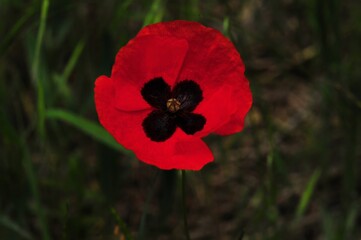 Vivid red poppy flower with distinctive black markings stands alone against a backdrop of blurred greenery.