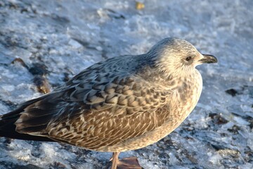This young and cute gull is standing at the seaside in sunny winter day.