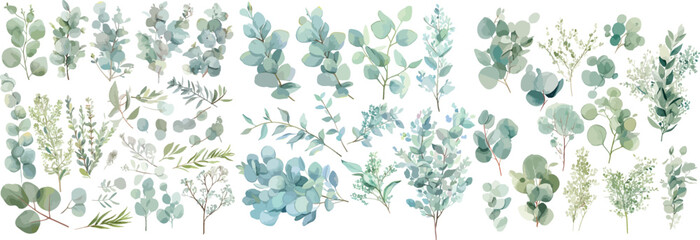 eucalyptus leave watercolor clipart