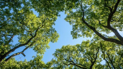 Fototapeta premium Lush Green Treescape Under Bright Blue Sky from Ground Perspective