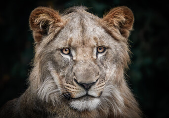 Afrikanischer Löwe Portrait