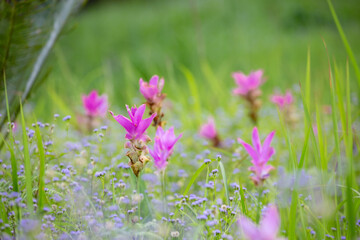 The beauty of all the pink blooming of Dok Kra Jiao fields (ginger flowers) during the rainy season around June-August of every year at Pa Hin Ngam National Park, Thepsathit District, Chaiyaphum 