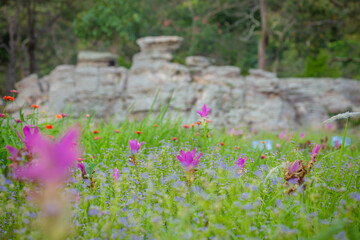 The beauty of all the pink blooming of Dok Kra Jiao fields (ginger flowers) during the rainy season around June-August of every year at Pa Hin Ngam National Park, Thepsathit District, Chaiyaphum 