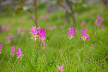 Obraz premium The beauty of all the pink blooming of Dok Kra Jiao fields (ginger flowers) during the rainy season around June-August of every year at Pa Hin Ngam National Park, Thepsathit District, Chaiyaphum 
