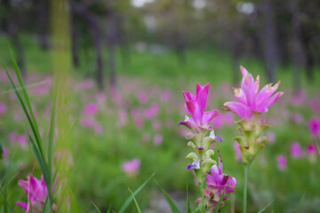 The beauty of all the pink blooming of Dok Kra Jiao fields (ginger flowers) during the rainy season around June-August of every year at Pa Hin Ngam National Park, Thepsathit District, Chaiyaphum 