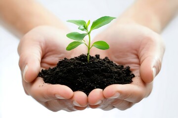 Hand holding small tree for planting. plant growing on soil. with sunlight. concept green world. nature conservation