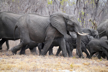 Fototapeta premium Eléphants dans le parc national de Hwange au sud du Zimbabwe