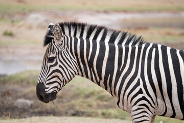Zèbres dans le parc national de Hwange dans le sud du Zimbabwe