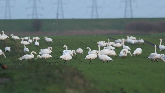 A group of Whooper swans (Cygnus cygnus) feeding in a field. Whooper Swans are mainly a winter visitor to the UK from Iceland, although a couple of pairs nest in the north.